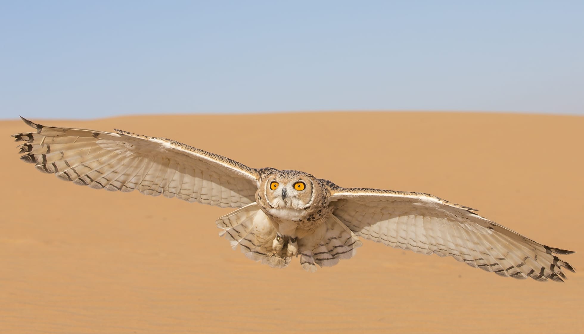 Fun Omani Owl Facts For Kids | Kidadl