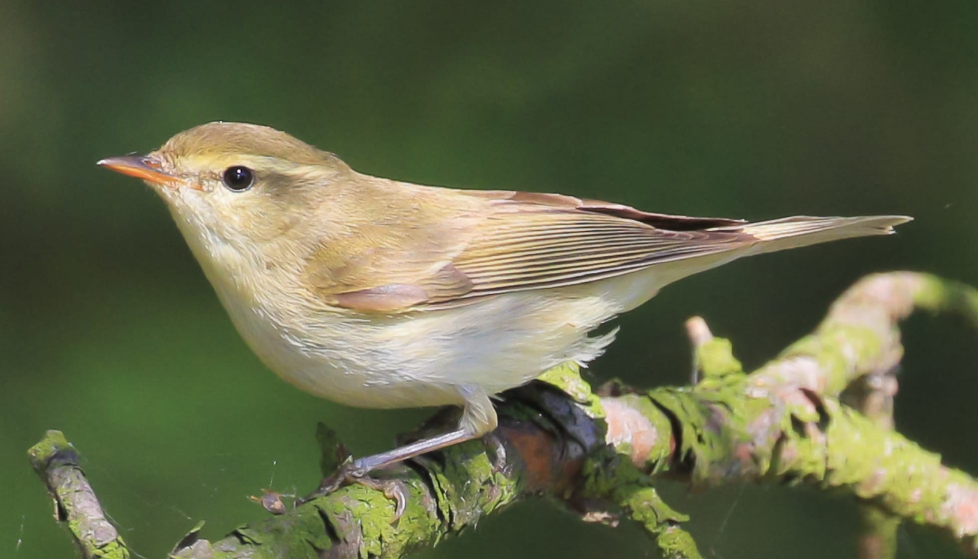 Fun Greenish Warbler Facts For Kids | Kidadl