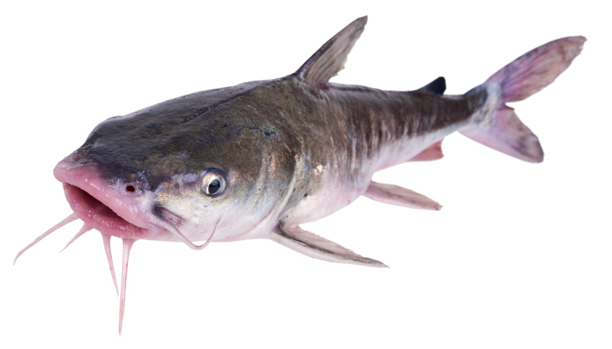 Fun Hardhead Catfish Facts For Kids Kidadl