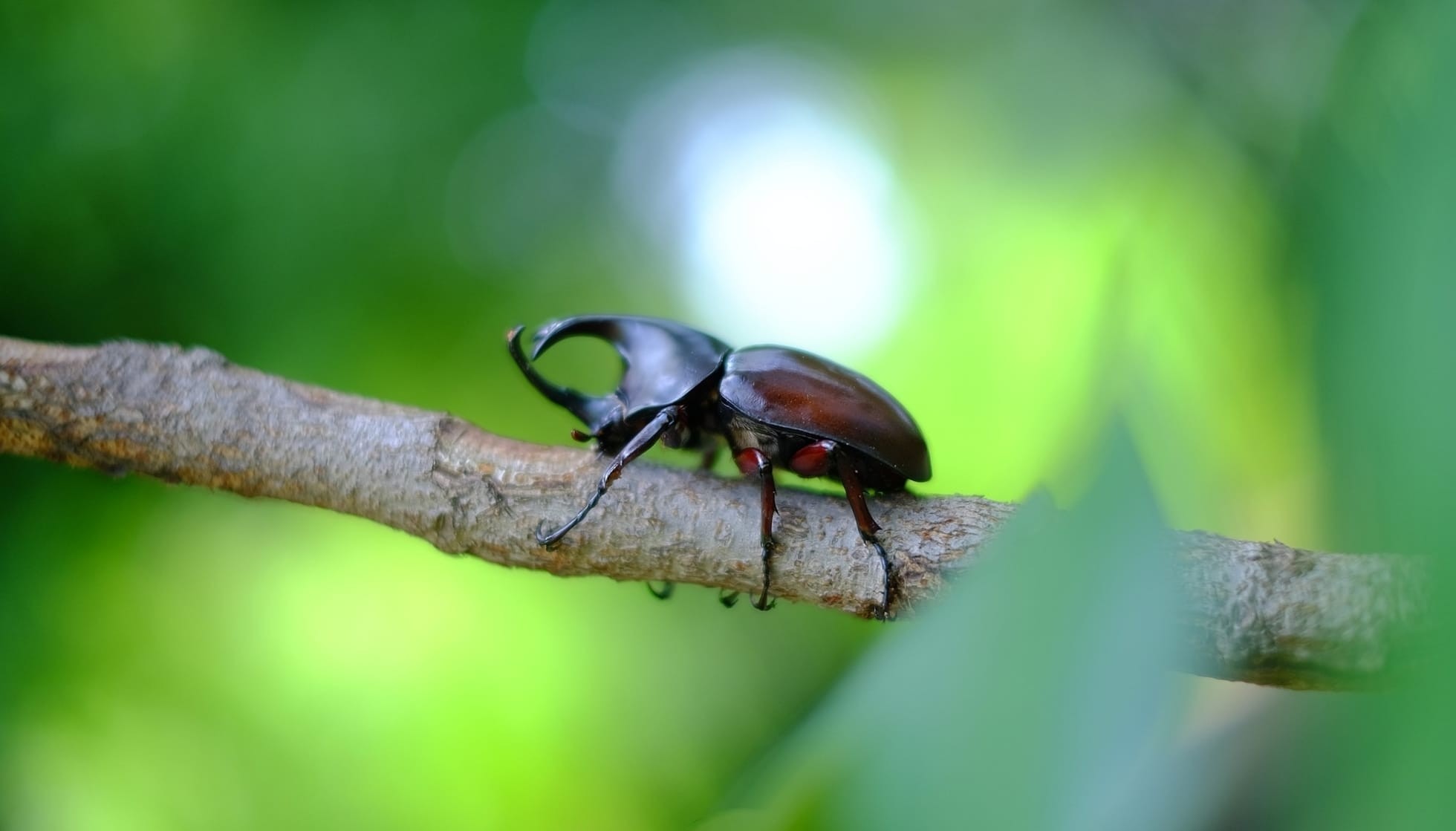 Fun Hercules Beetle Facts For Kids Kidadl