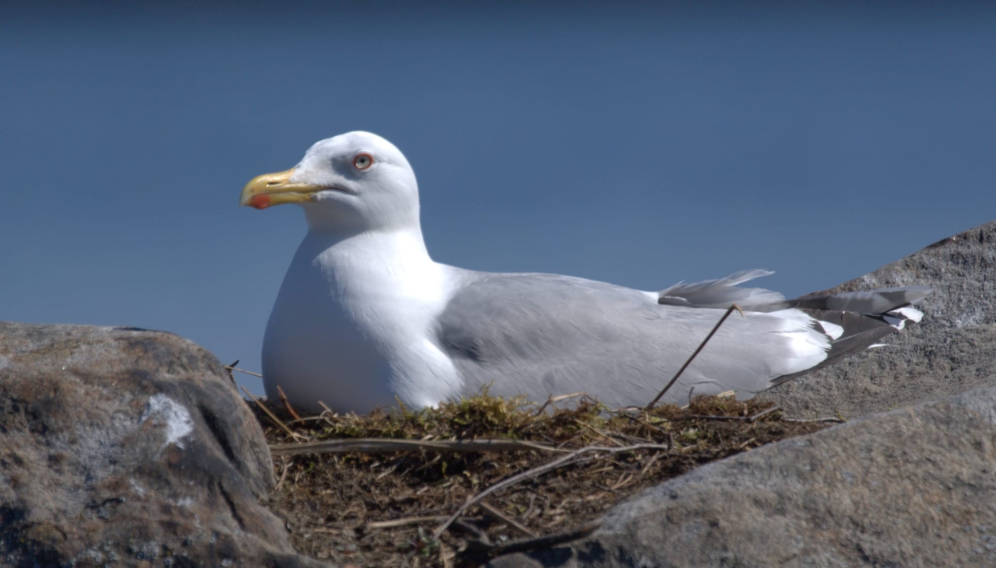 Fun Herring Gull Facts For Kids Kidadl