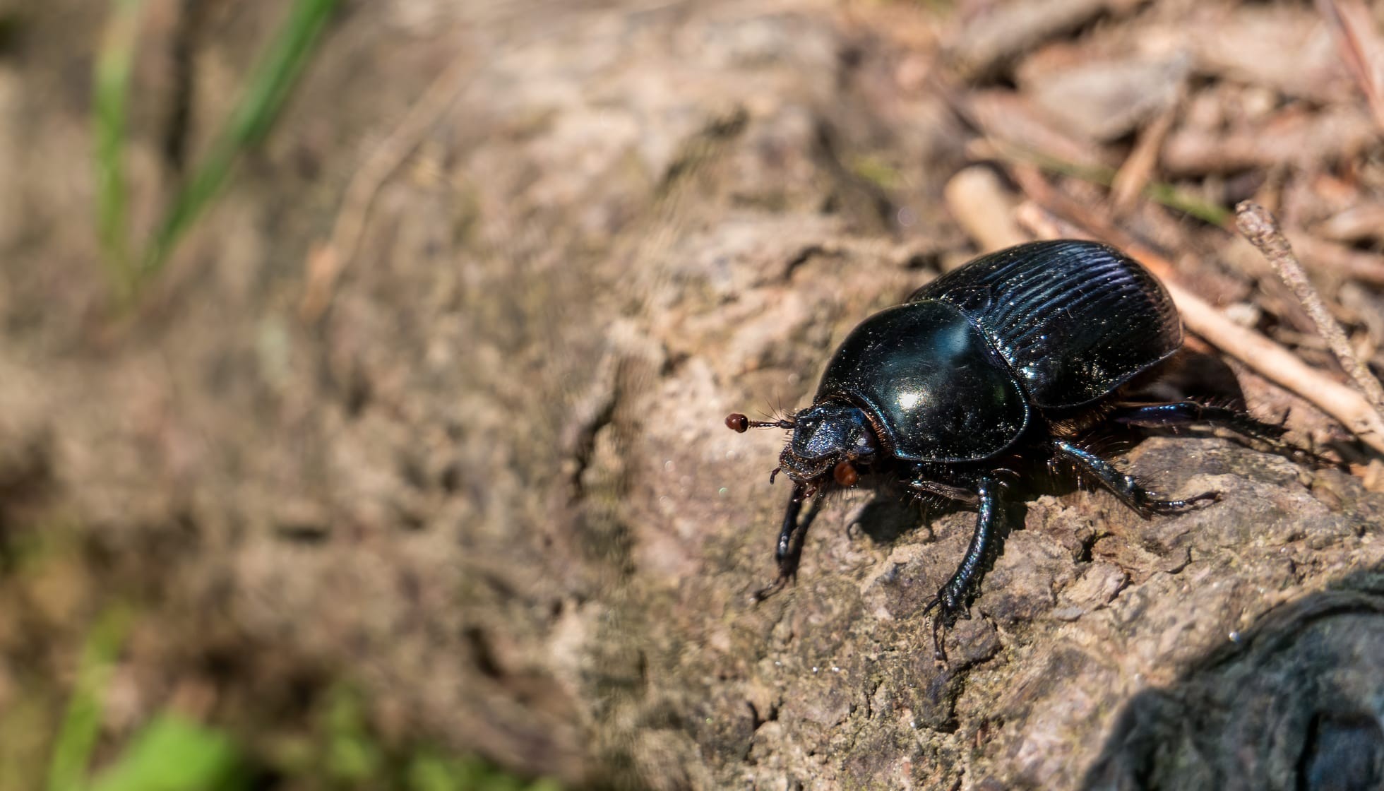 Fun Mountain Pine Beetle Facts For Kids 