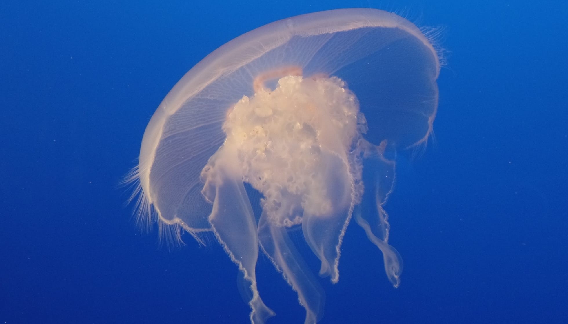 Fun Moon Jellyfish Facts For Kids | Kidadl