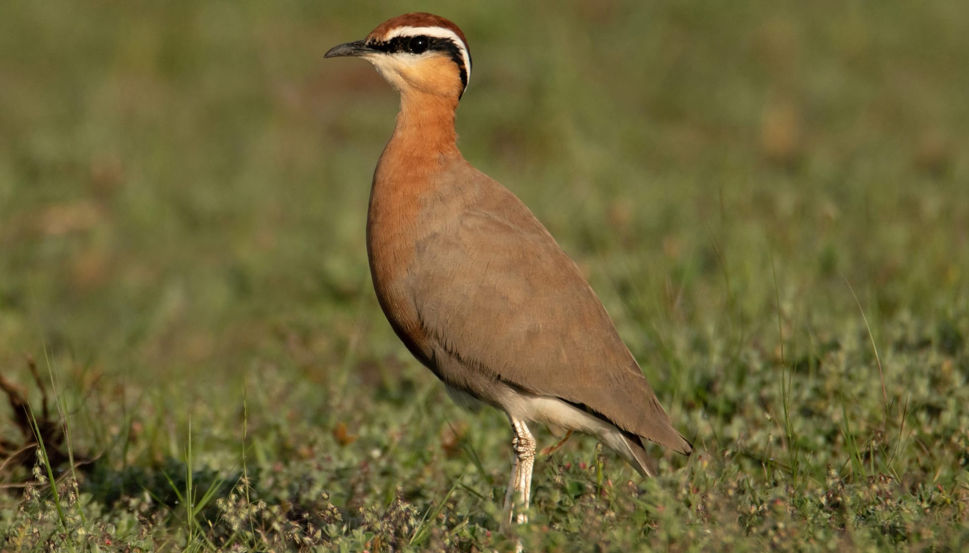 Fun Jerdon #39 s Courser Facts For Kids Kidadl