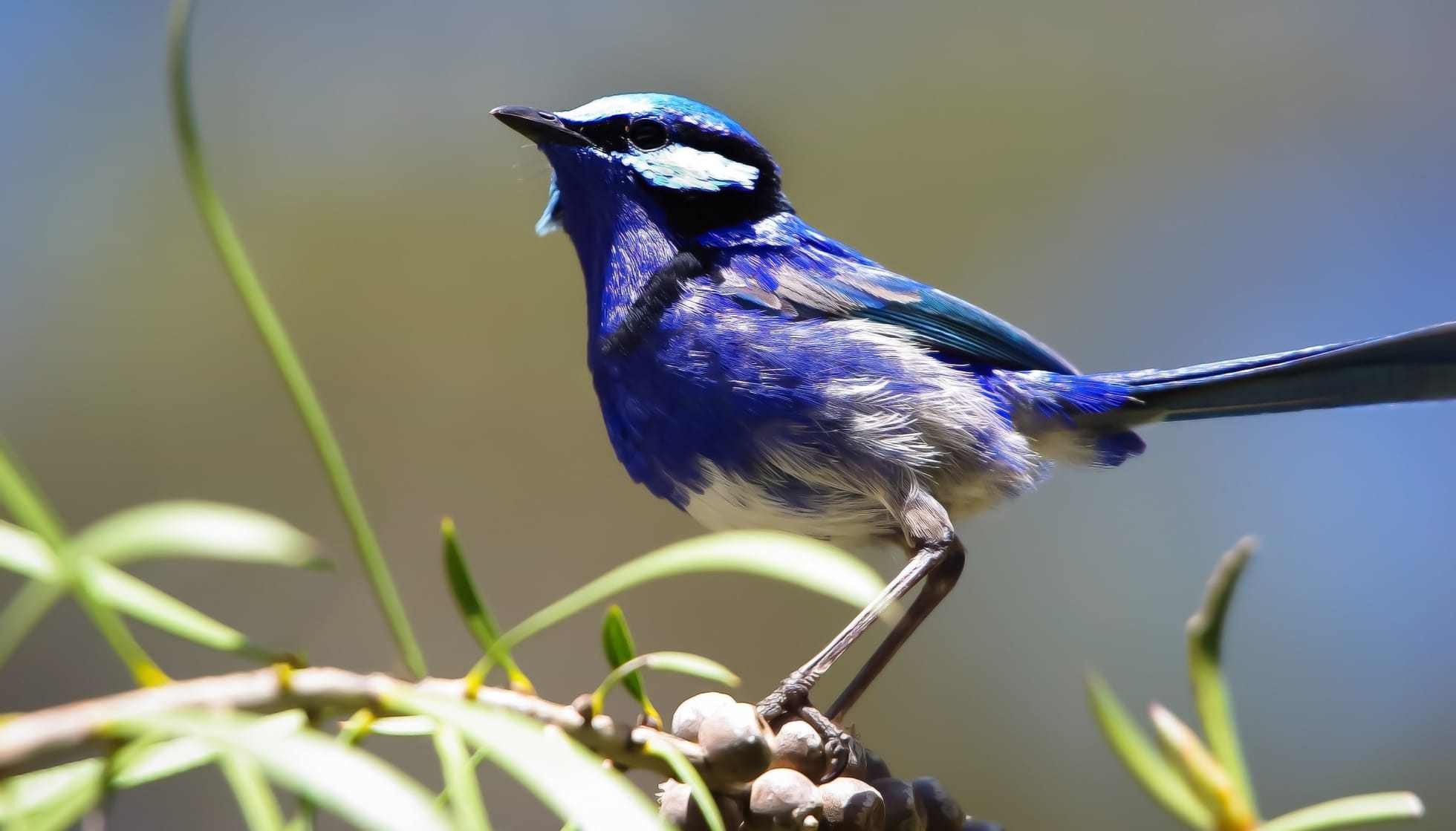 Fun Fairy Wren Facts For Kids 