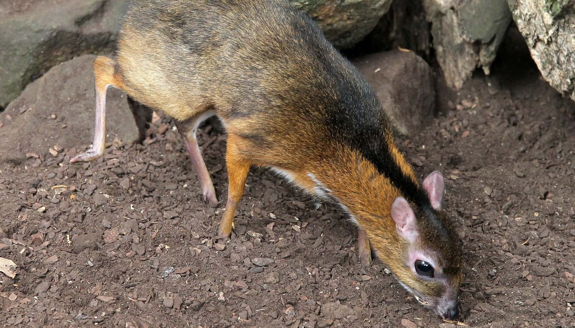 Fun Java Mousedeer Facts For Kids Kidadl