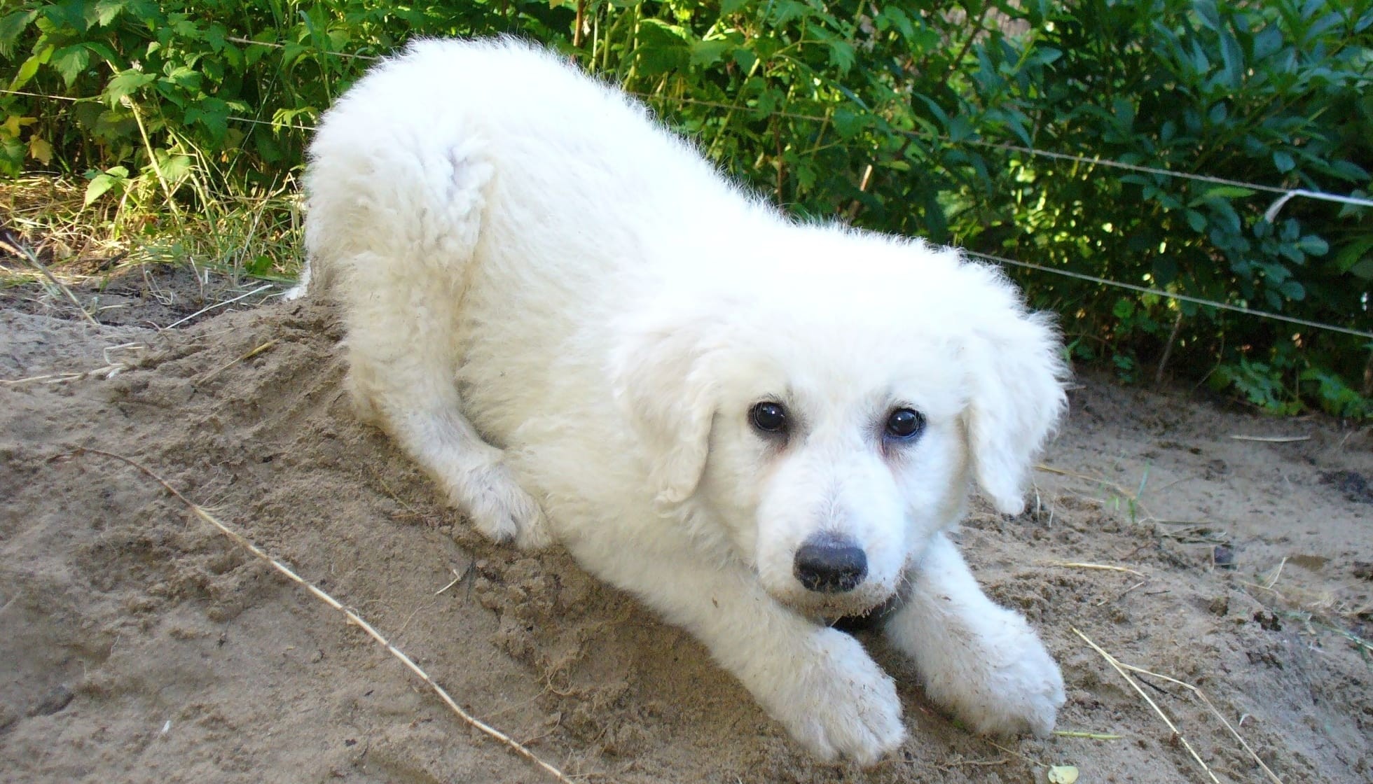Fun Kuvasz Facts For Kids Kidadl
