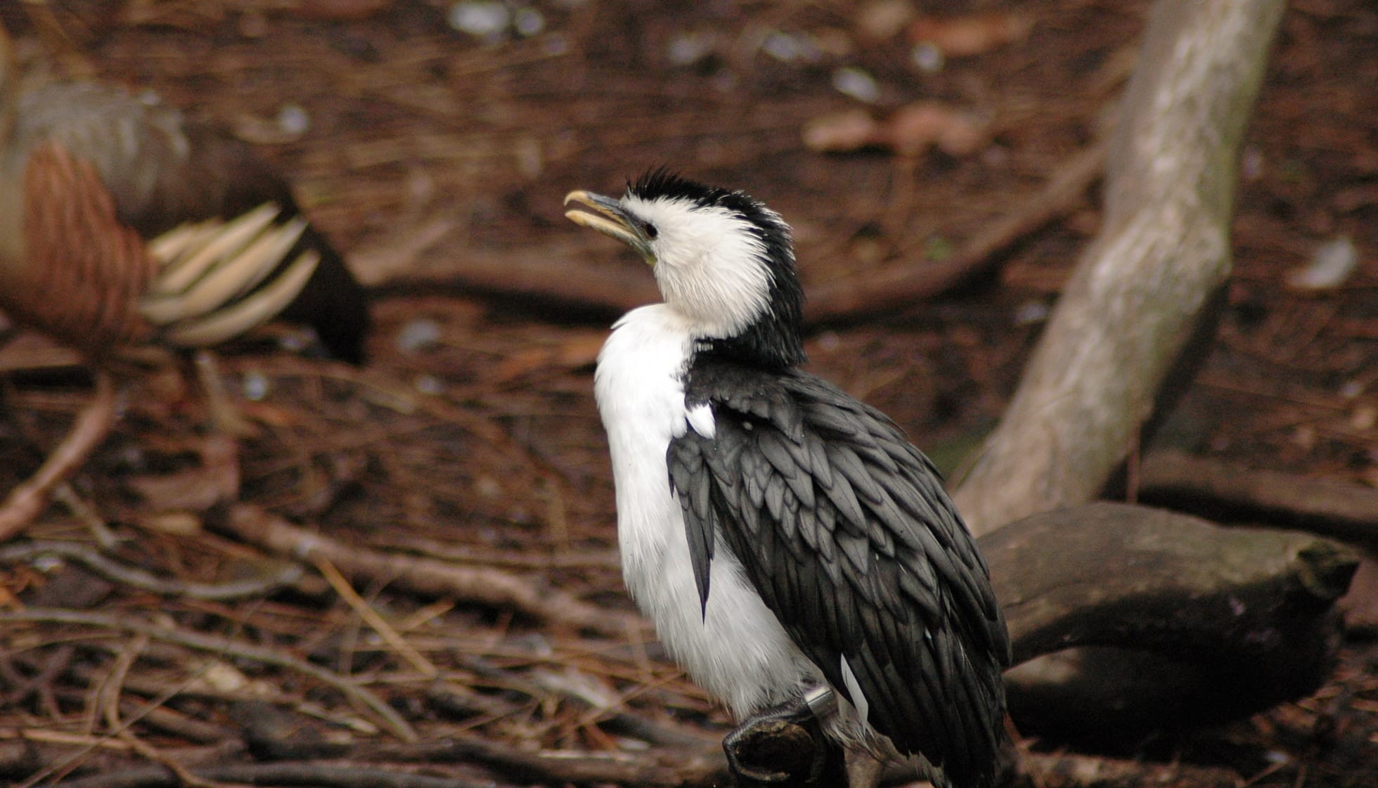Fun Little Pied Cormorant Facts For Kids Kidadl
