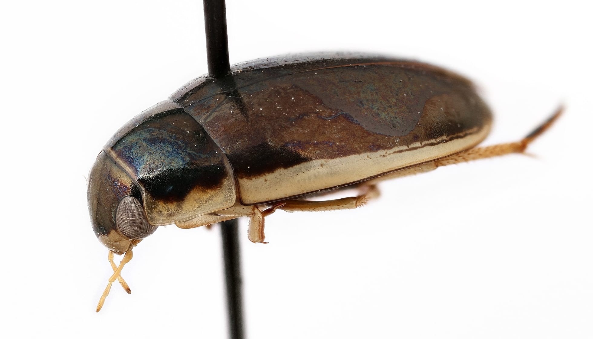 Fun Predaceous Diving Beetle Facts For Kids Kidadl