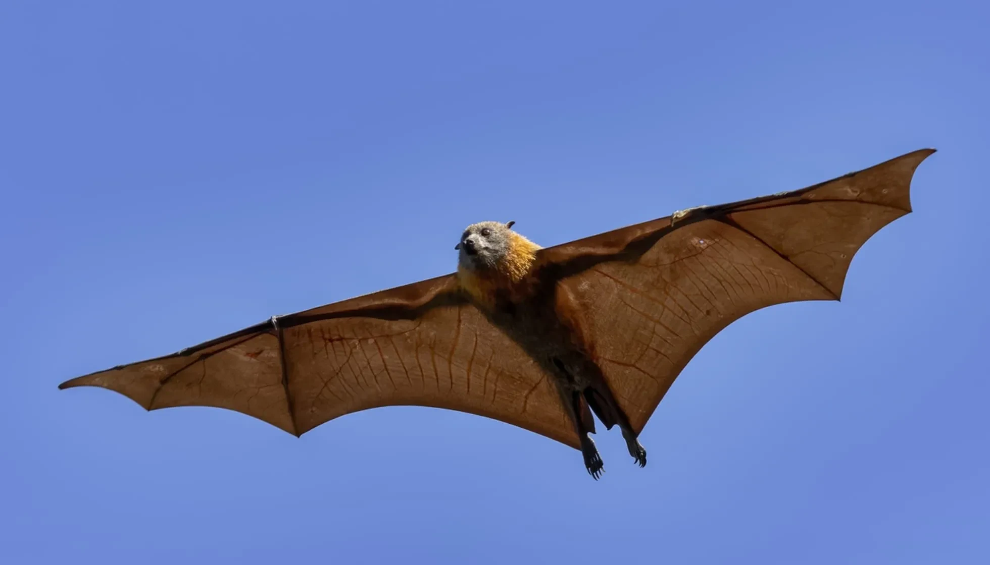 Fun Bismarck Flying Fox Facts For Kids | Kidadl