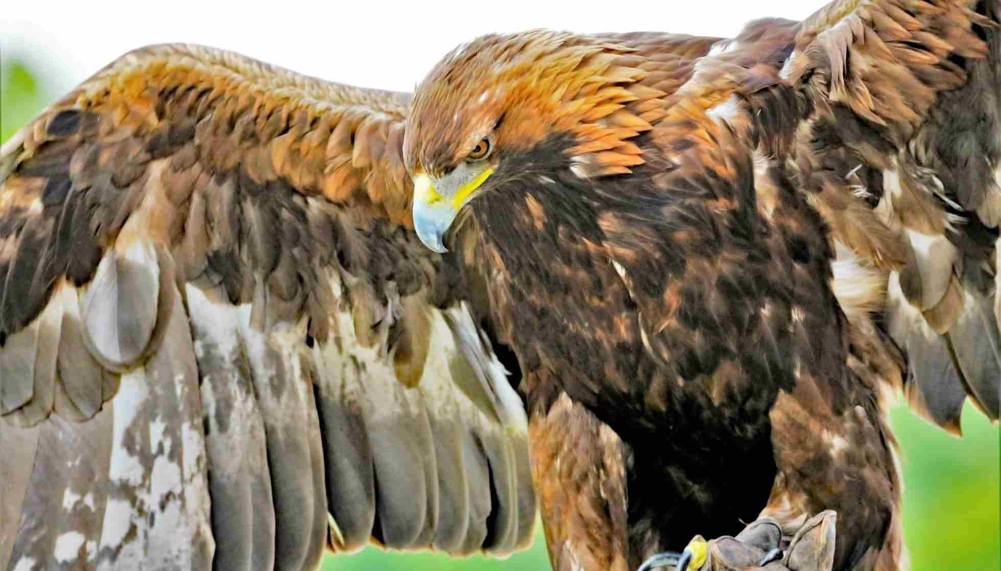 Fun Golden Eagle Facts For Kids Kidadl