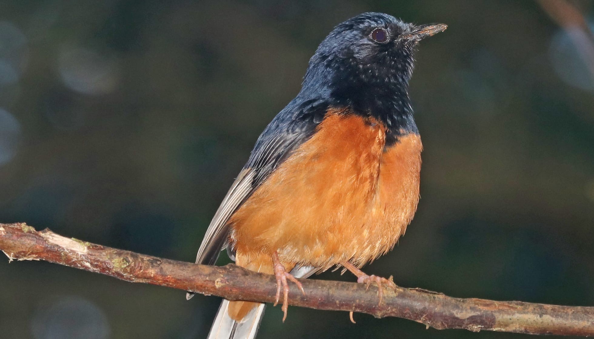 fun-white-rumped-shama-facts-for-kids-kidadl