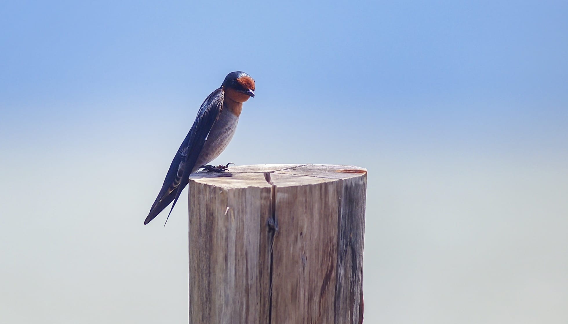 Fun Asian Palm Swift Facts For Kids | Kidadl