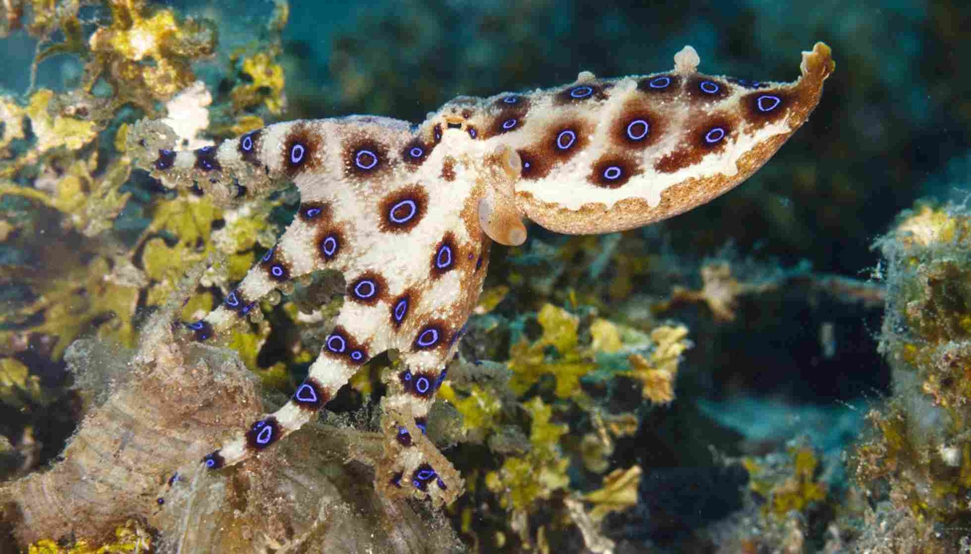 Fun Greater Blue-ringed Octopus Facts For Kids | Kidadl