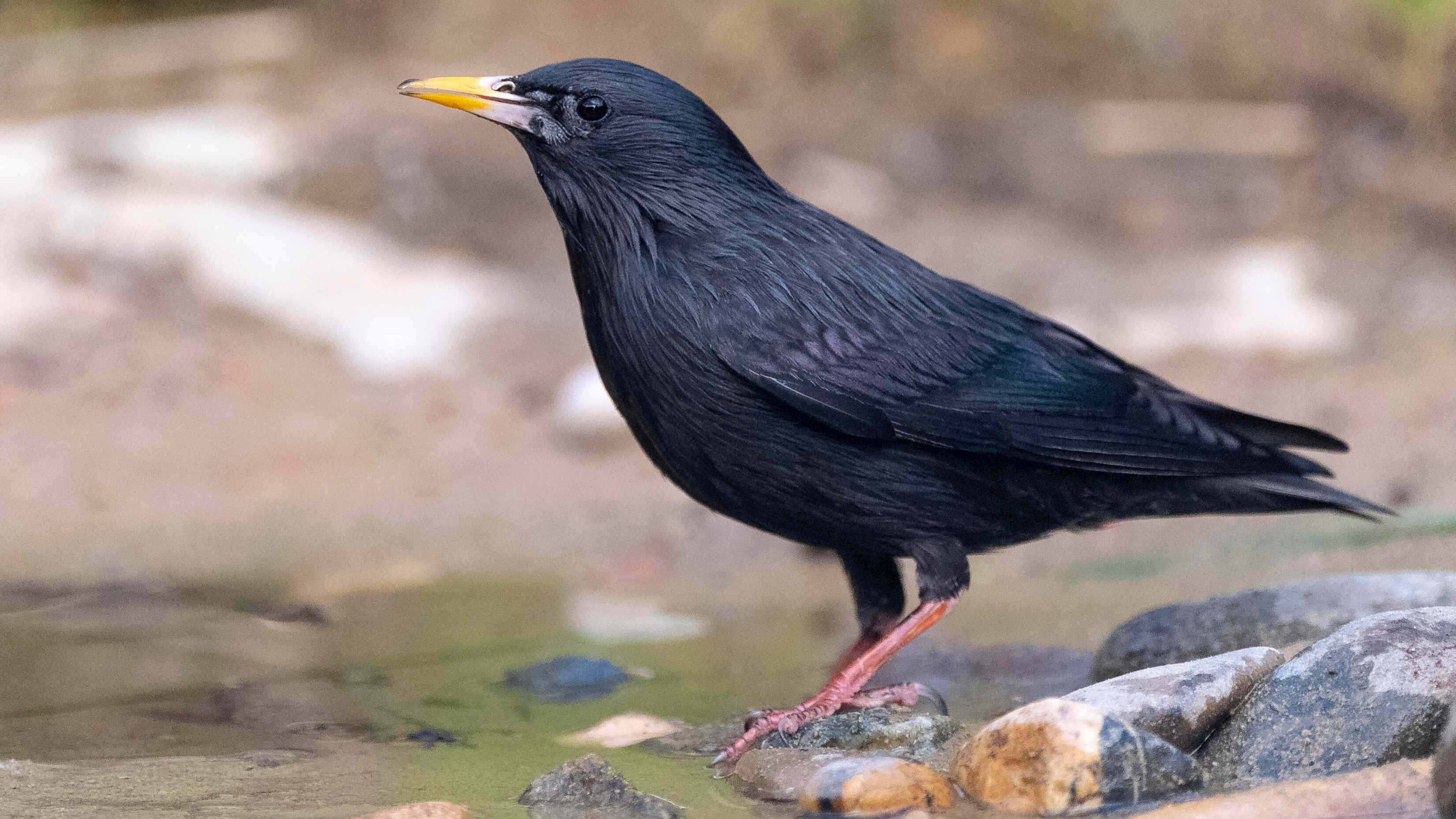 Fun Spotless Starling Facts For Kids | Kidadl