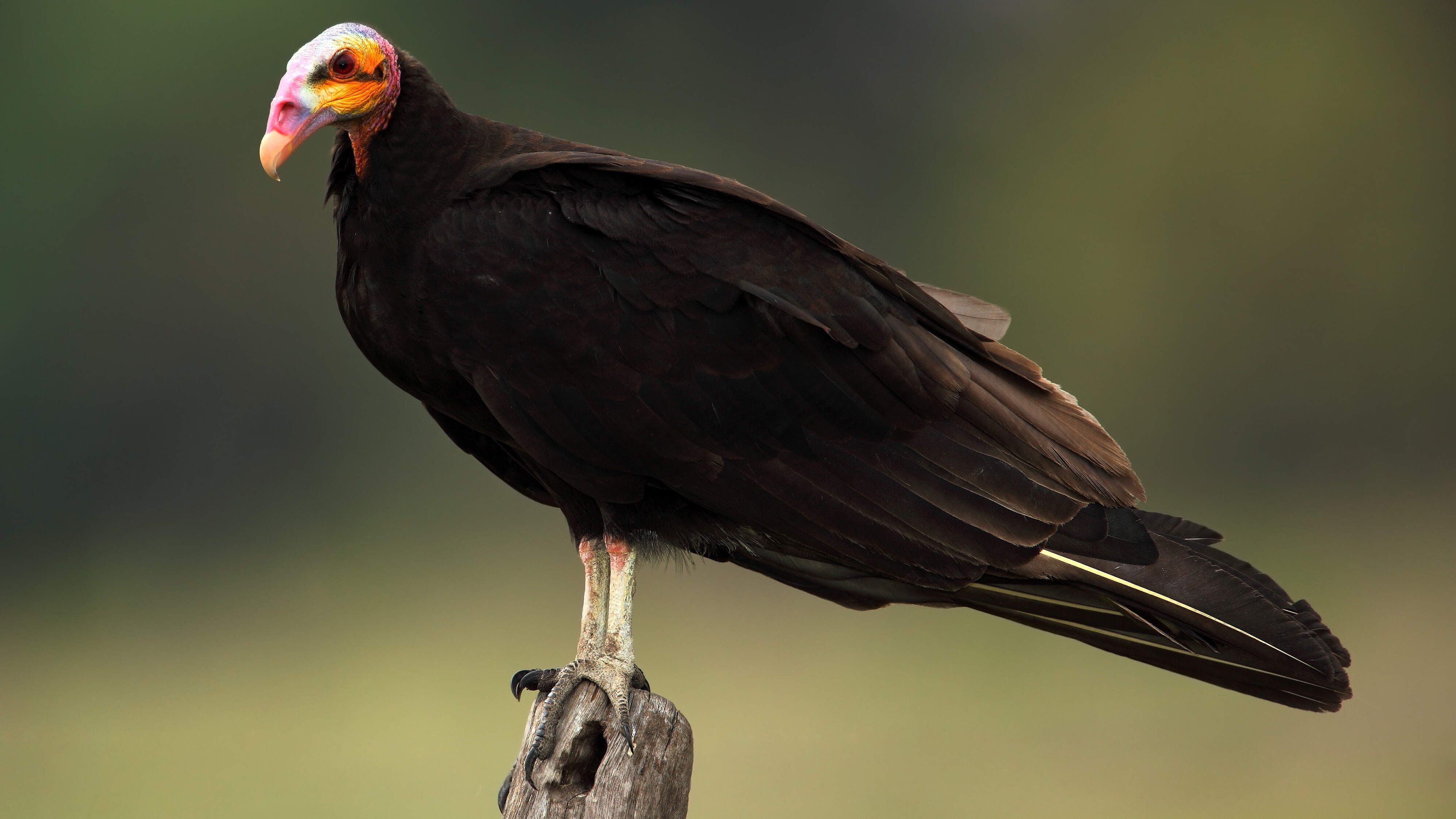 Fun Lesser Yellow-headed Vulture Facts For Kids | Kidadl