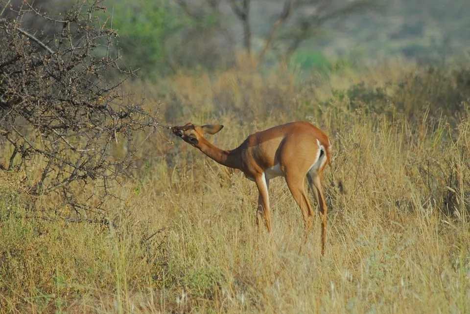 Fun Gerenuk Facts For Kids Kidadl