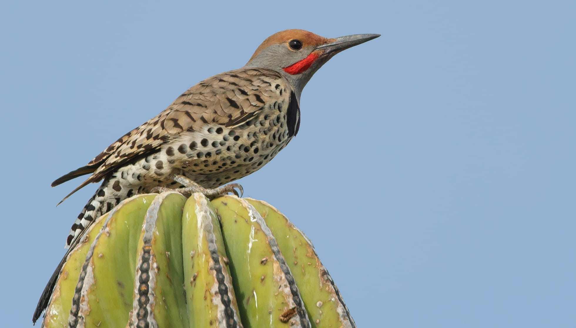 Fun Gila Woodpecker Facts For Kids | Kidadl