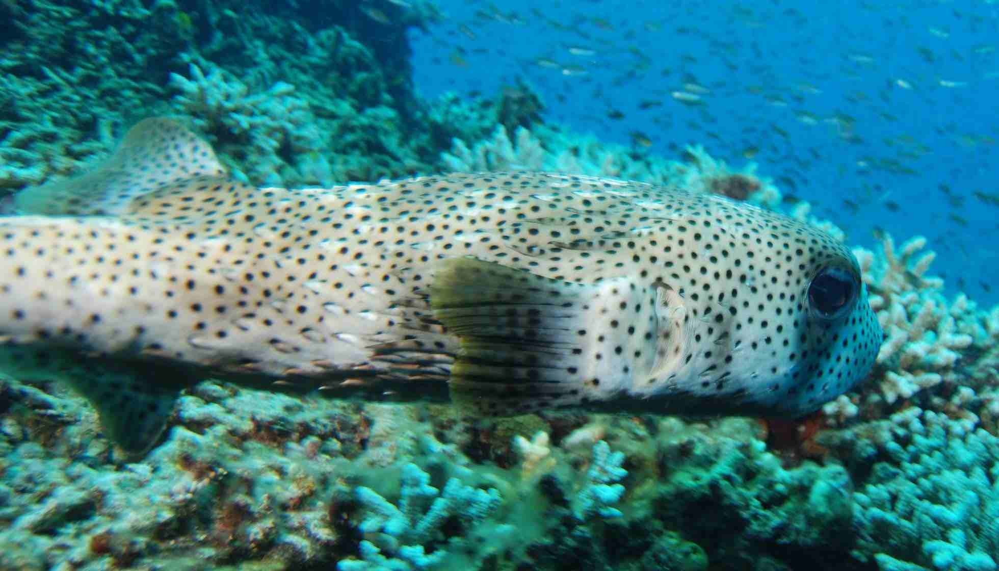 Fun Porcupine Fish Facts For Kids Kidadl