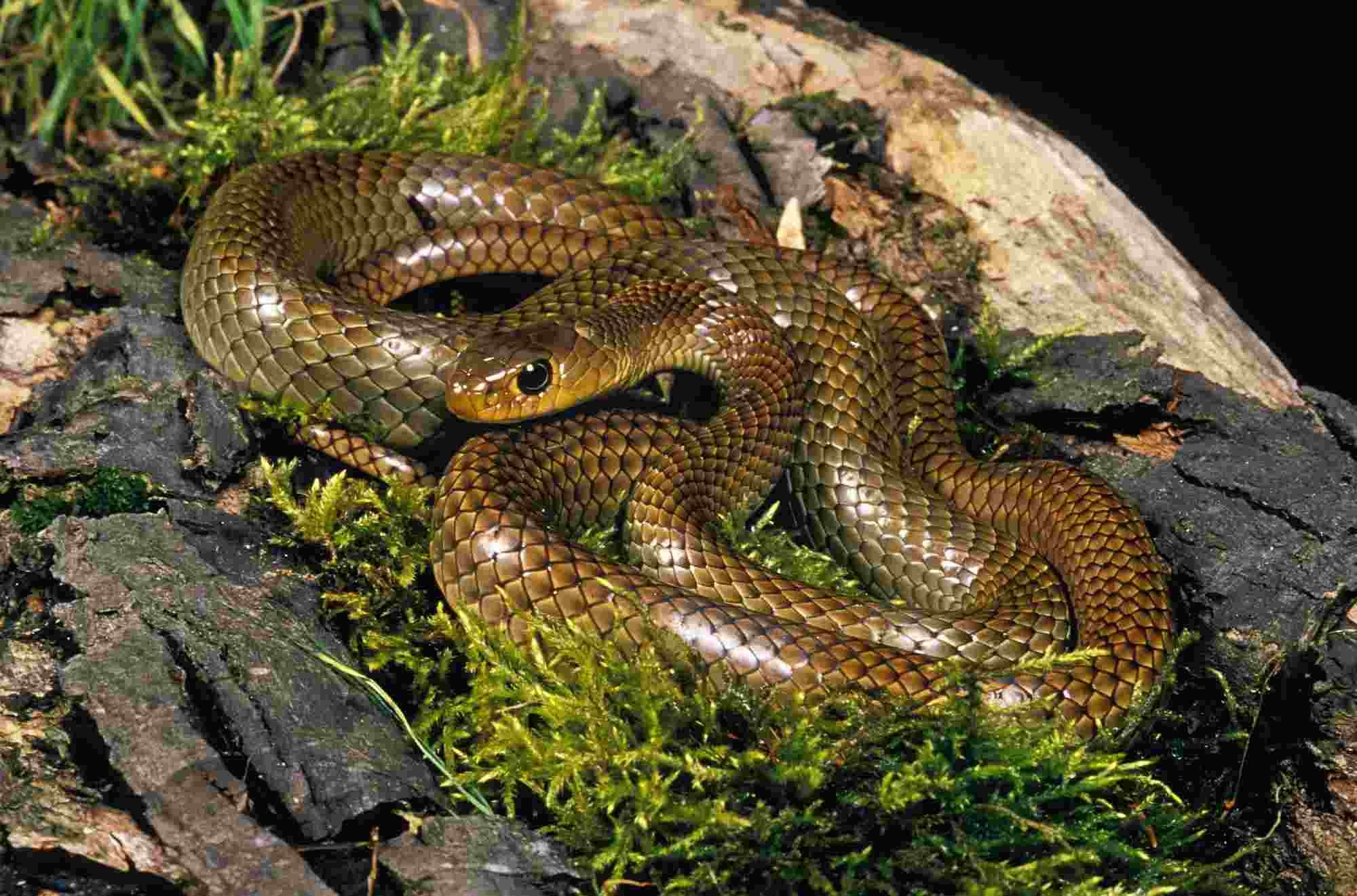 Fun Chinese Rat Snake Facts For Kids | Kidadl