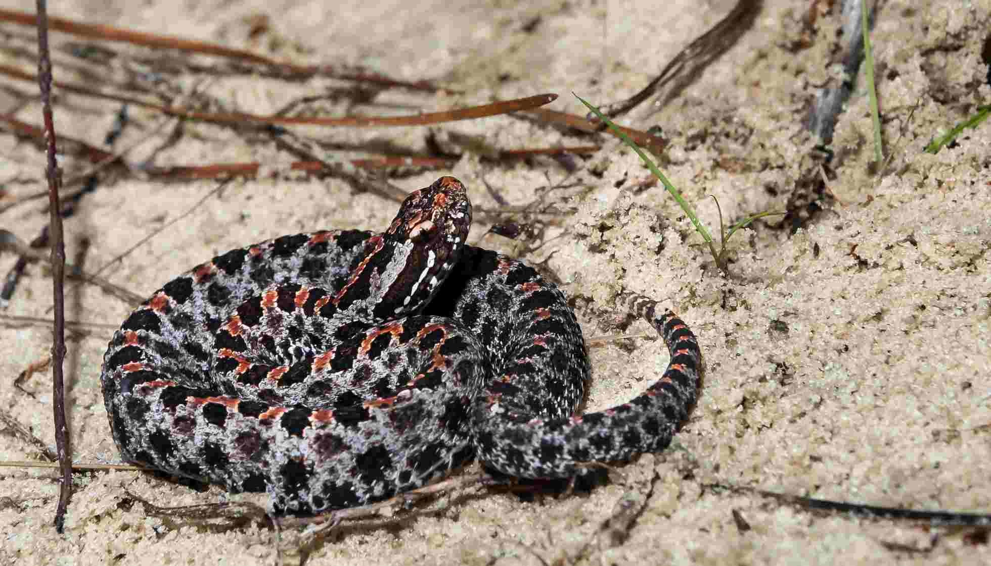 Fun Rattlesnake Facts For Kids Kidadl