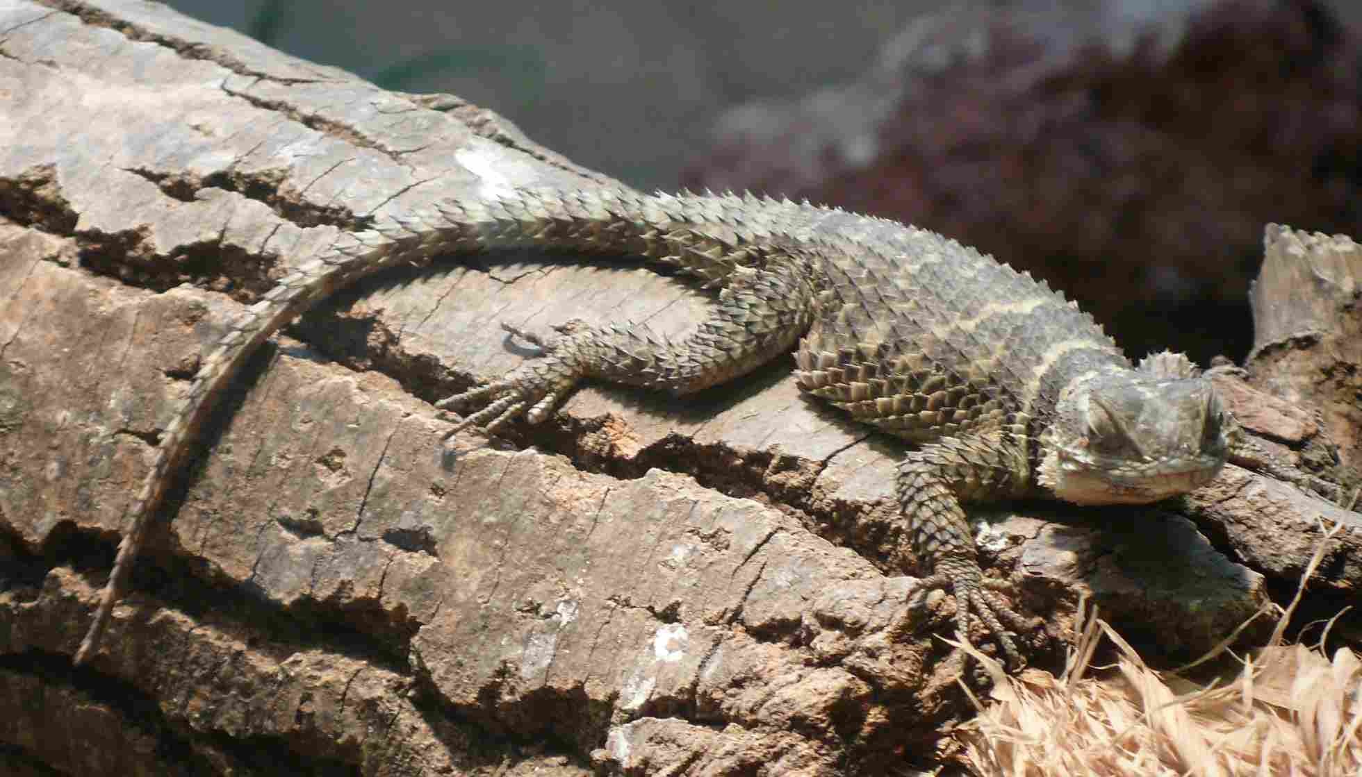 Fun Spiny Lizard Facts For Kids | Kidadl