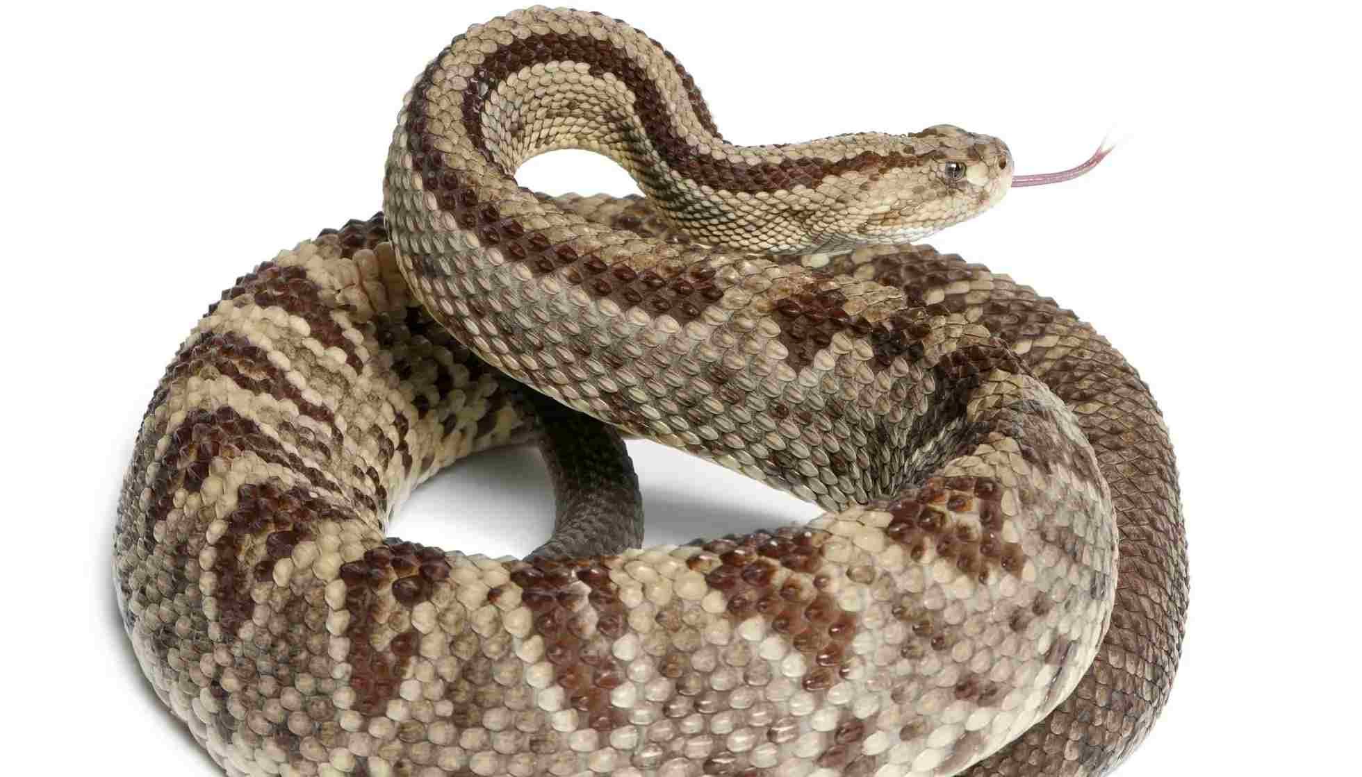 Fun South American Rattlesnake Facts For Kids Kidadl