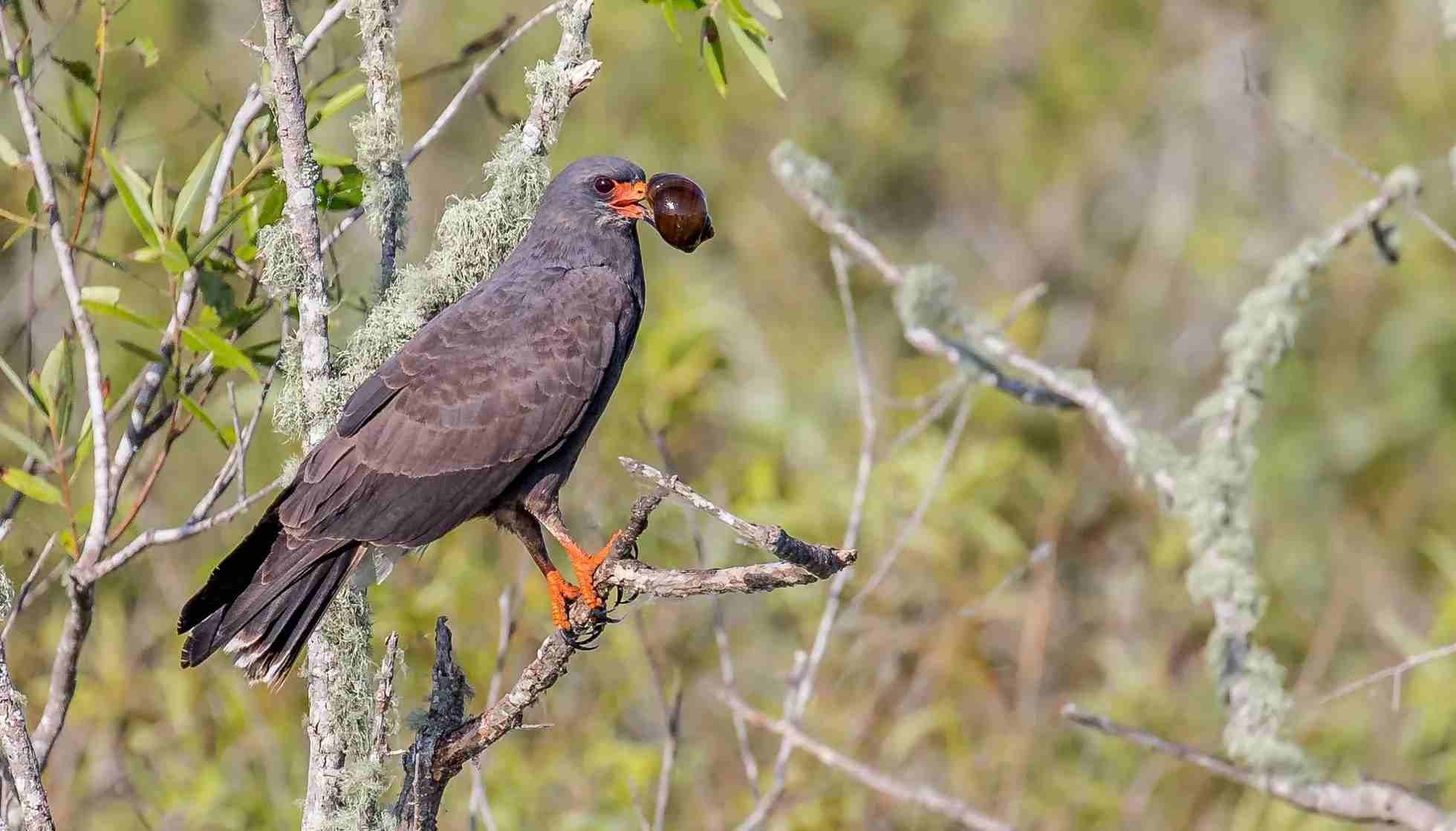 Fun Snail Kite Facts For Kids Kidadl