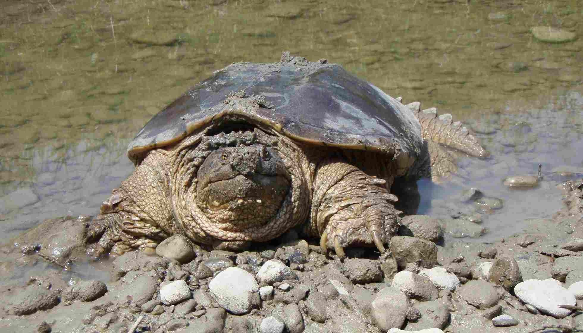 Fun Snapping Turtle Facts For Kids | Kidadl