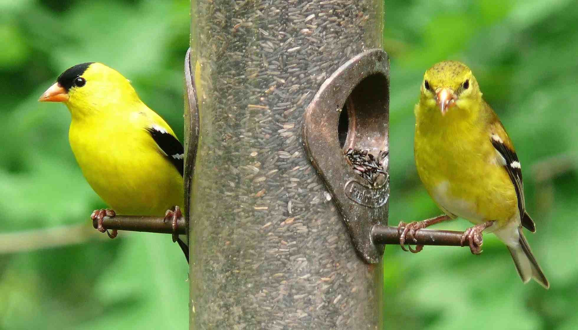 Fun American Goldfinch Facts For Kids | Kidadl