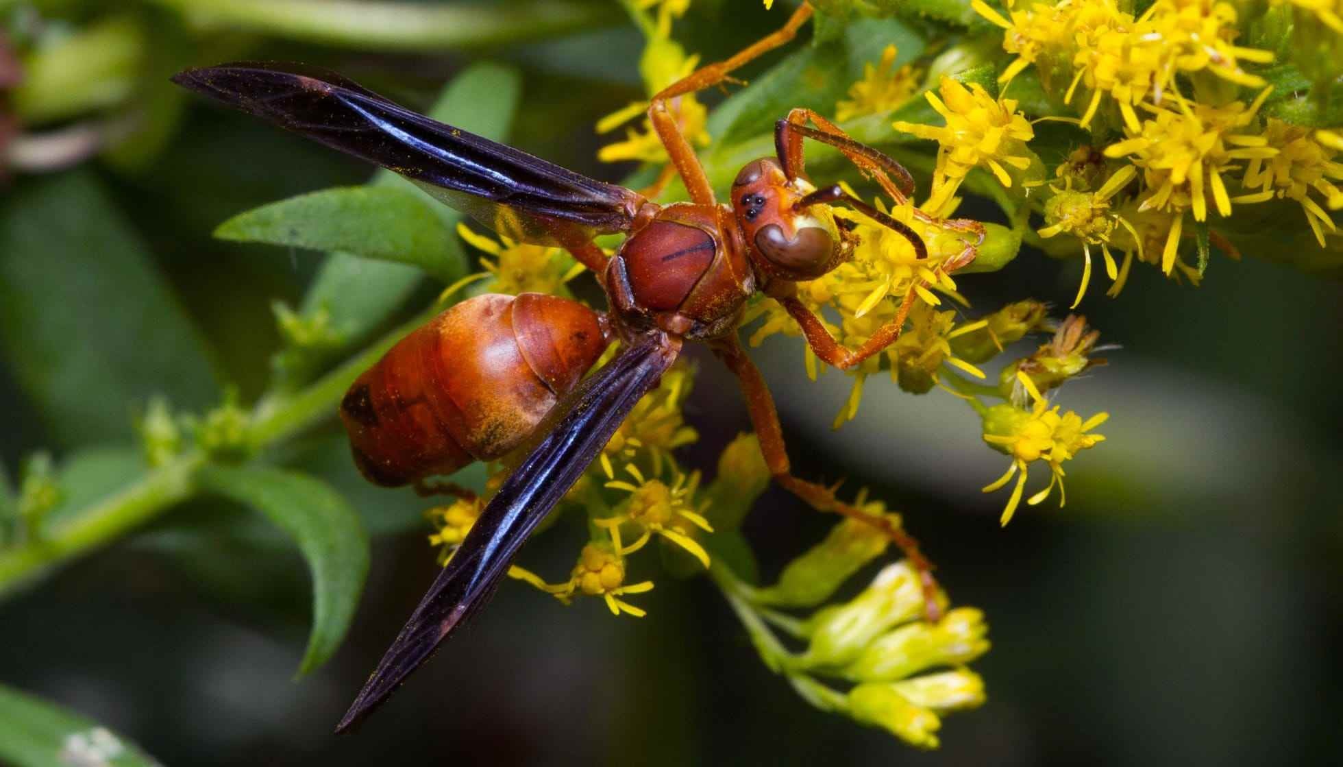 Fun Red Paper Wasp Facts For Kids | Kidadl
