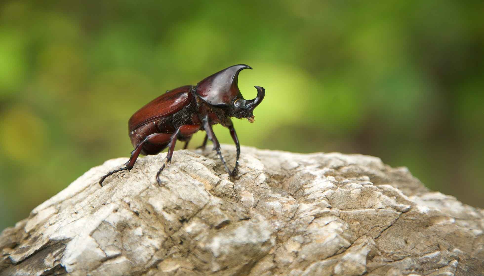 Fun Rhinoceros Beetles Facts For Kids | Kidadl