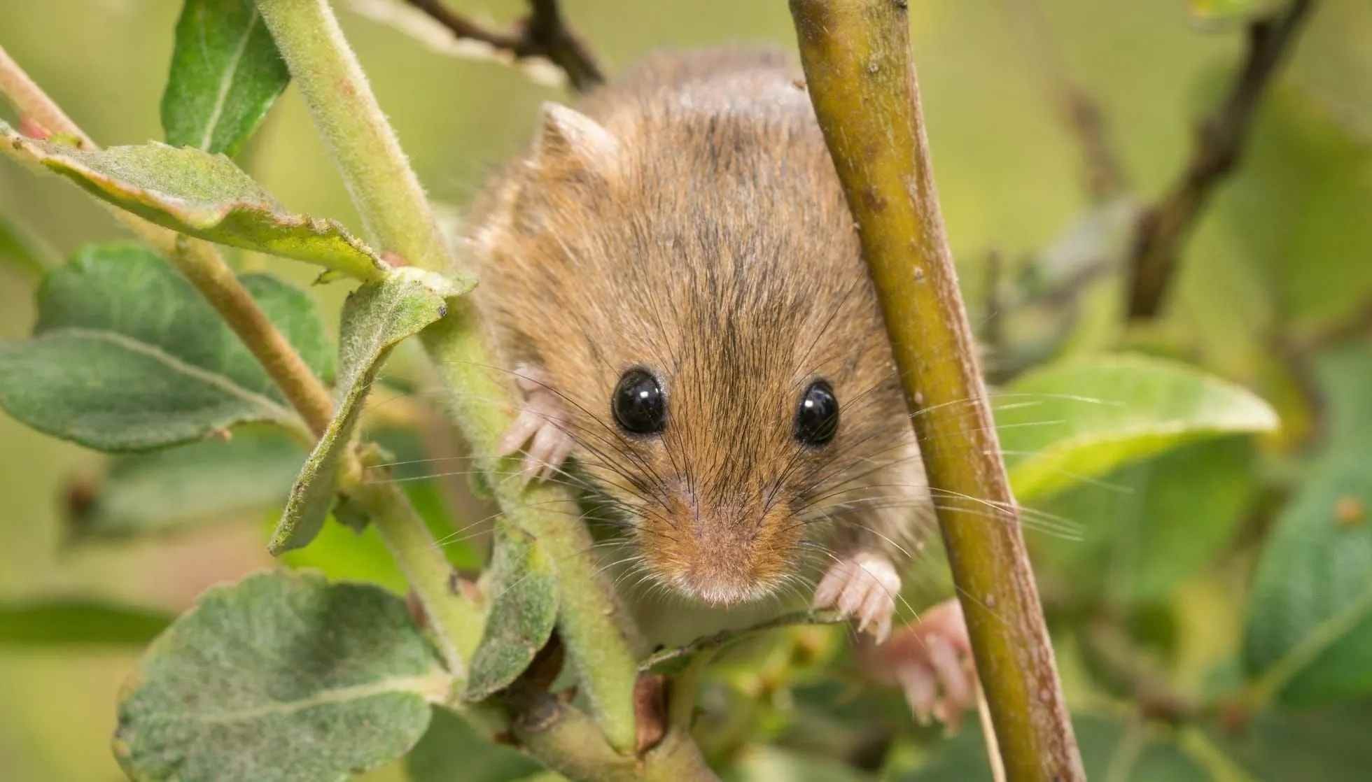 Fun Salt Marsh Harvest Mouse Facts For Kids 