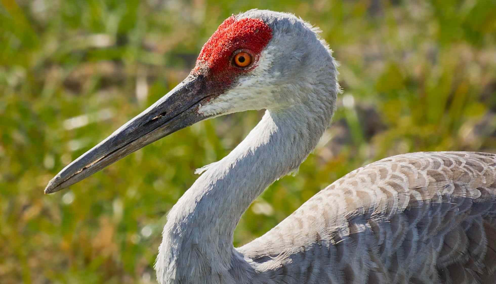 Fun Sandhill Crane Facts For Kids | Kidadl