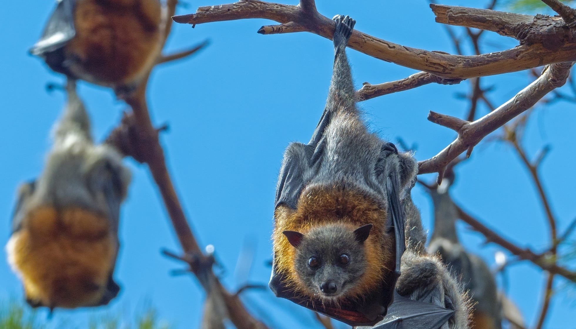 Fun Bat Facts For Kids Kidadl