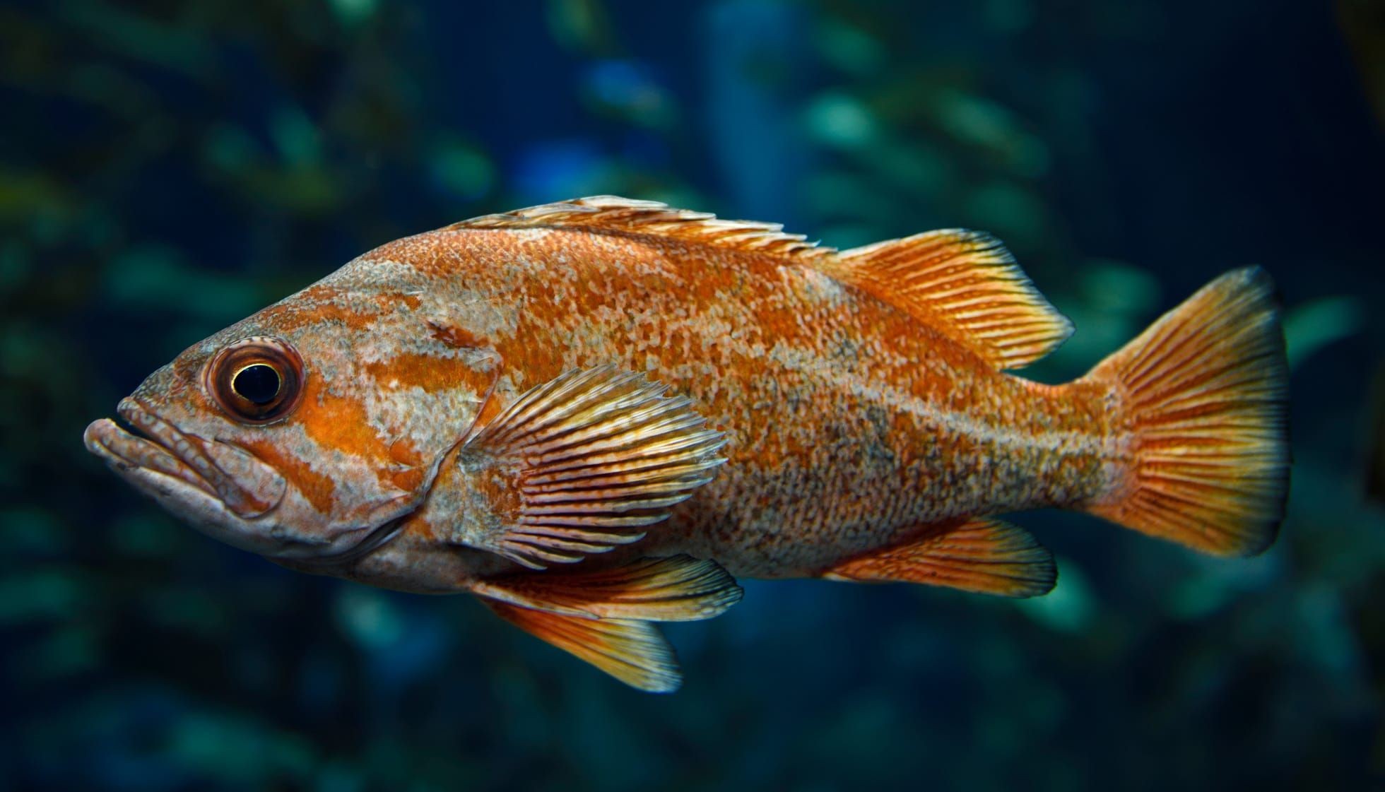Fun Vermilion Rockfish Facts For Kids Kidadl