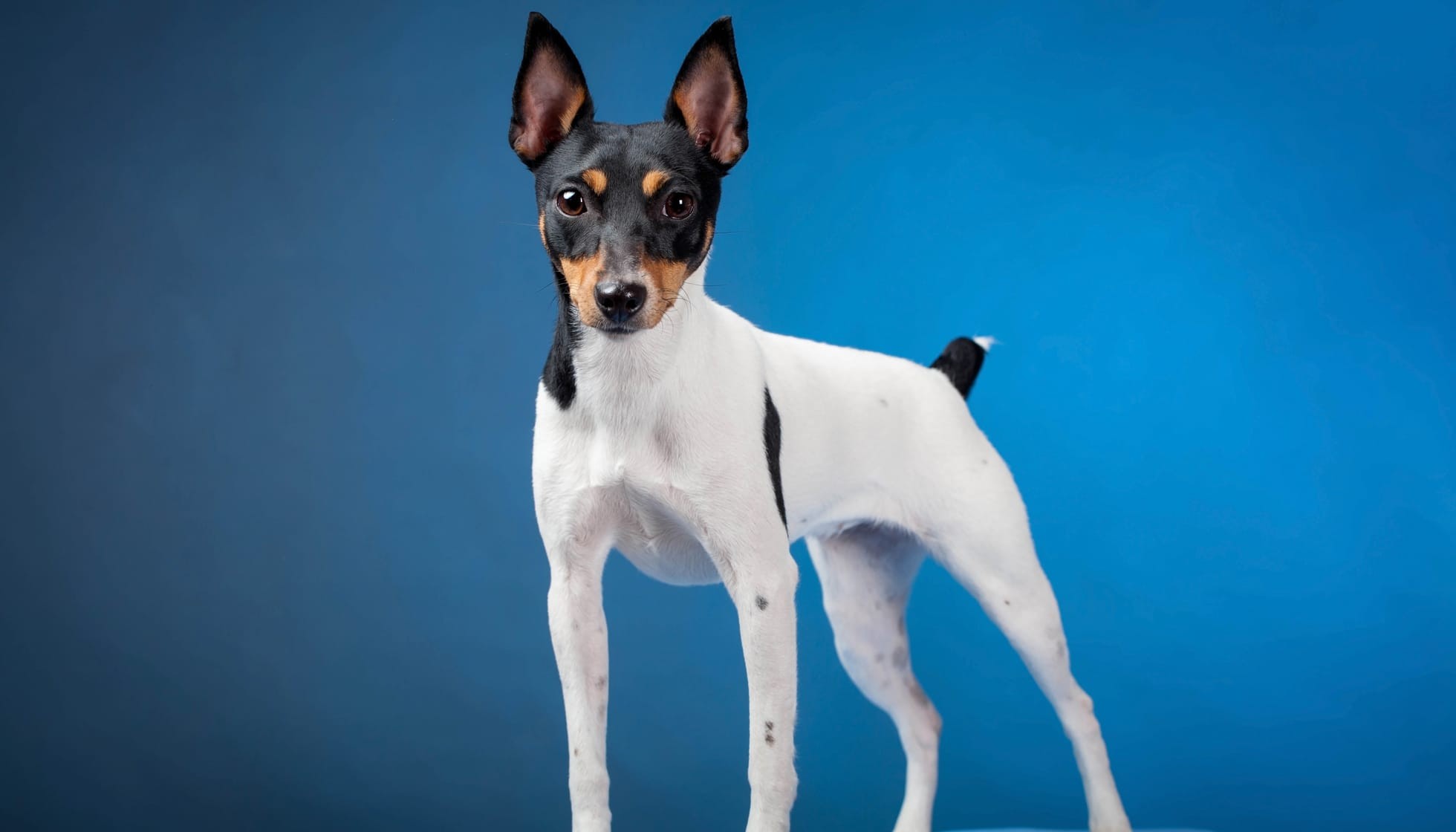 Fun Toy Fox Terrier Facts For Kids Kidadl
