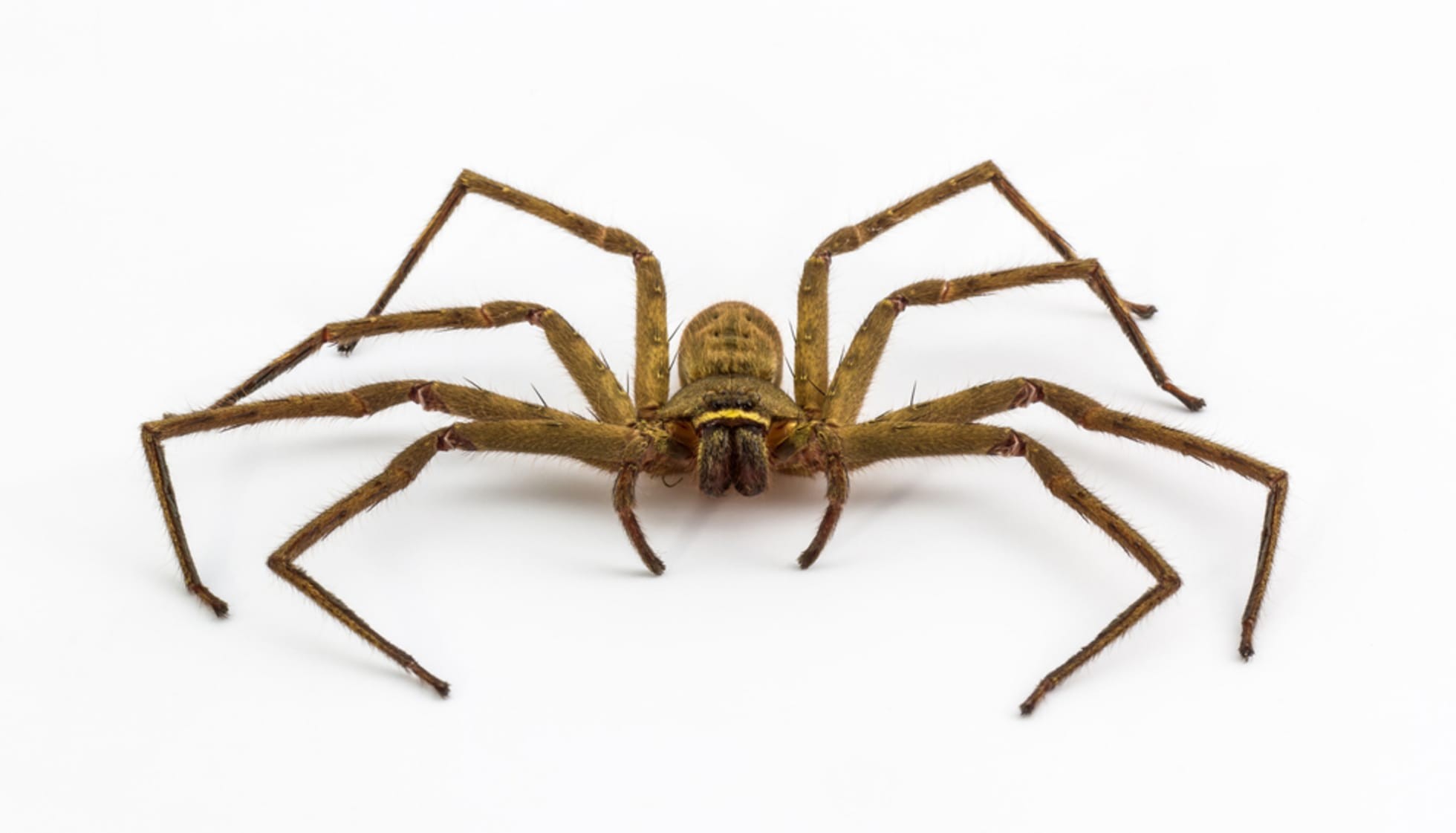 Fun Hobo Spider Facts For Kids | Kidadl