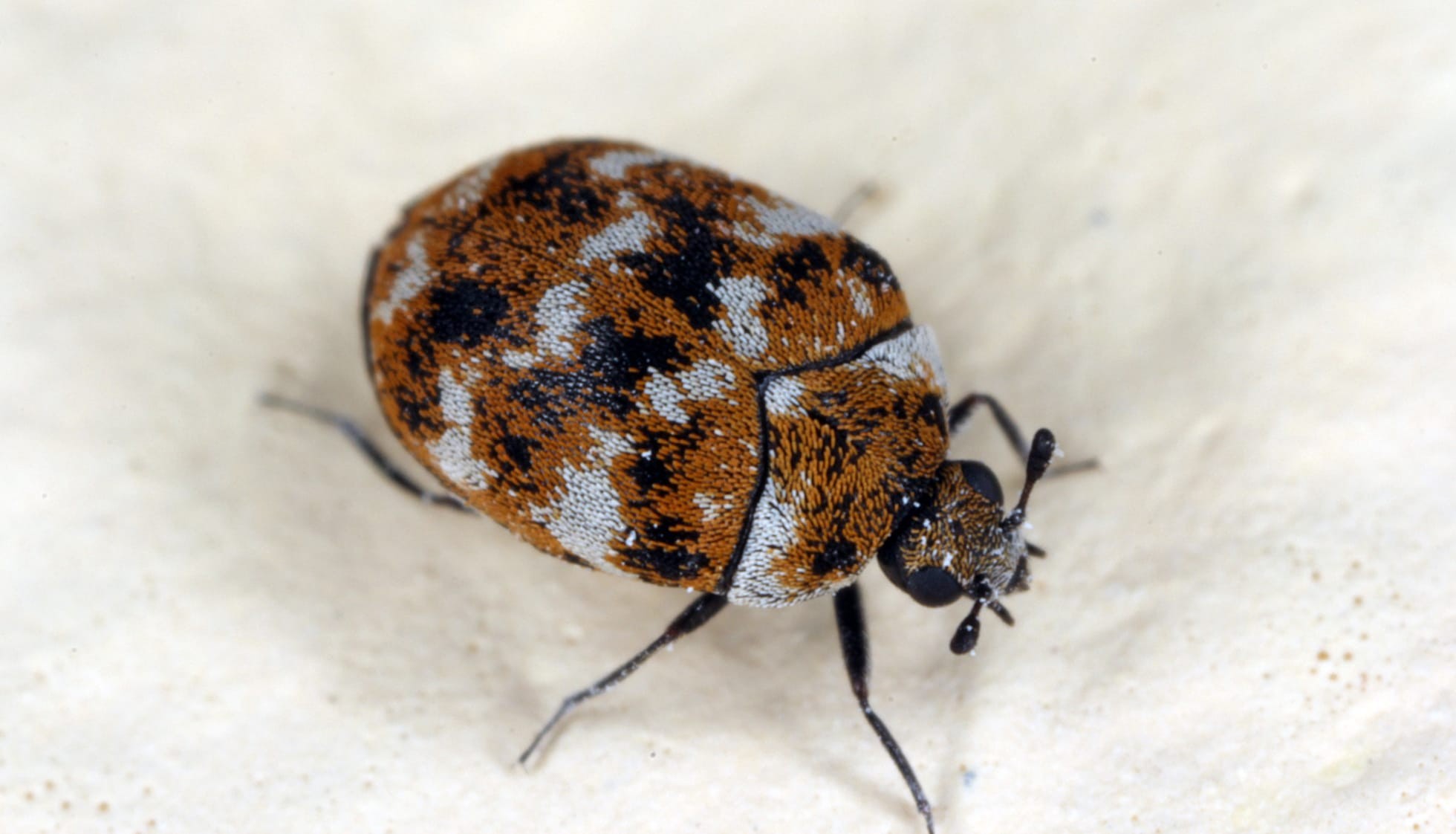 Fun Varied Carpet Beetle Facts For Kids Kidadl