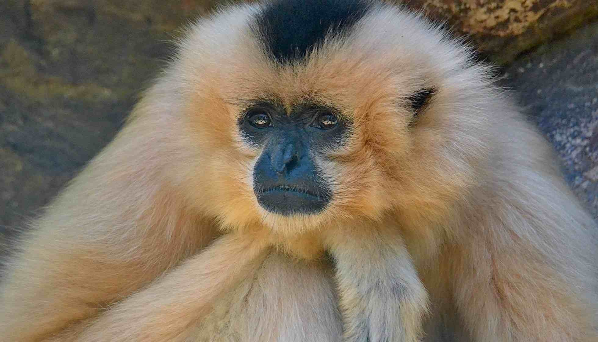 Fun Crested Gibbon Facts For Kids | Kidadl