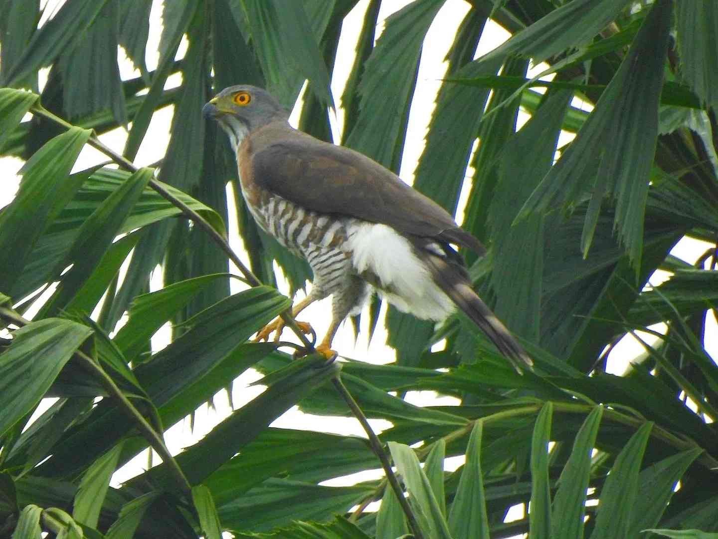 Fun Crested Goshawk Facts For Kids | Kidadl