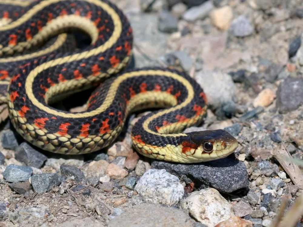 Fun Common Garter Snake Facts For Kids | Kidadl