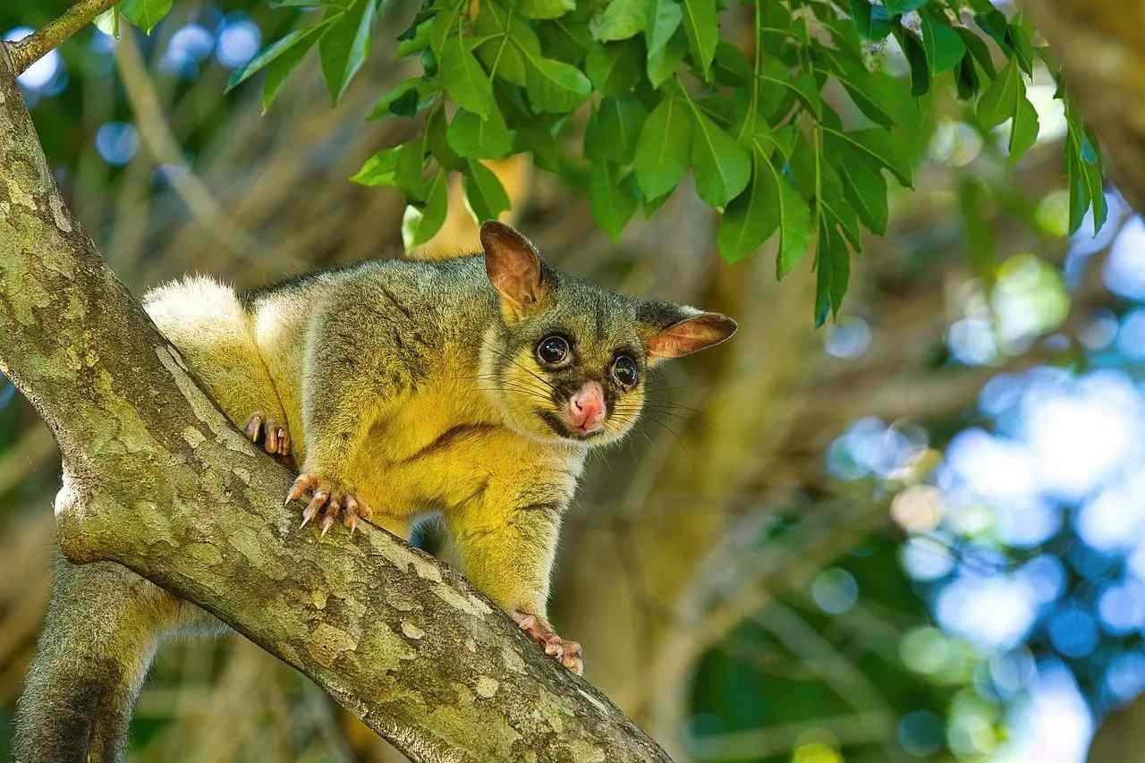 Fun Common Brushtail Possum Facts For Kids | Kidadl