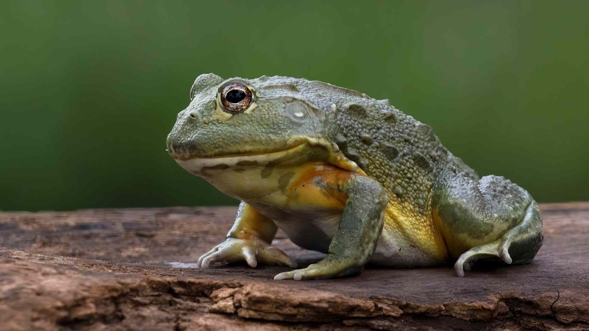 Fun African Bullfrog Facts For Kids Kidadl