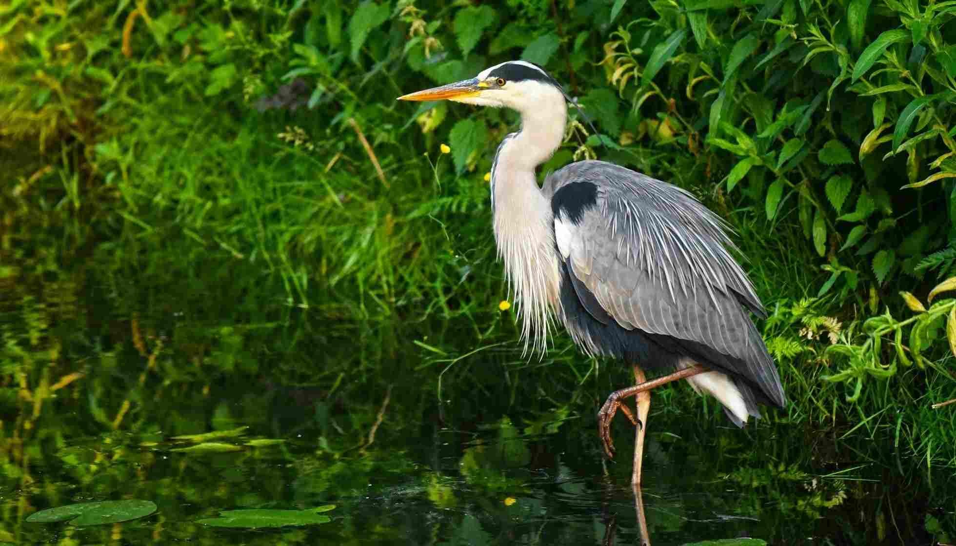 Fun Grey Heron Facts For Kids | Kidadl