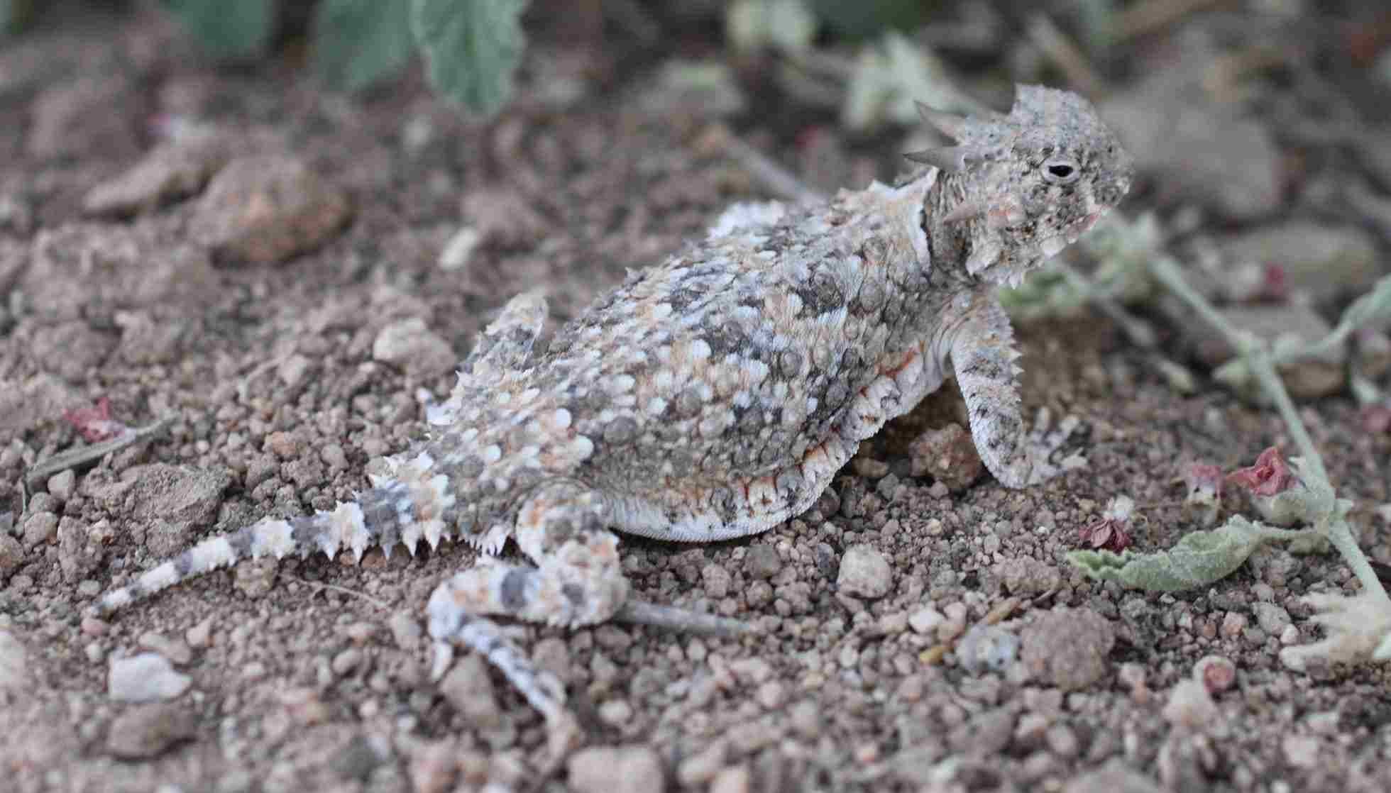 Fun Desert Horned Lizard Facts For Kids Kidadl