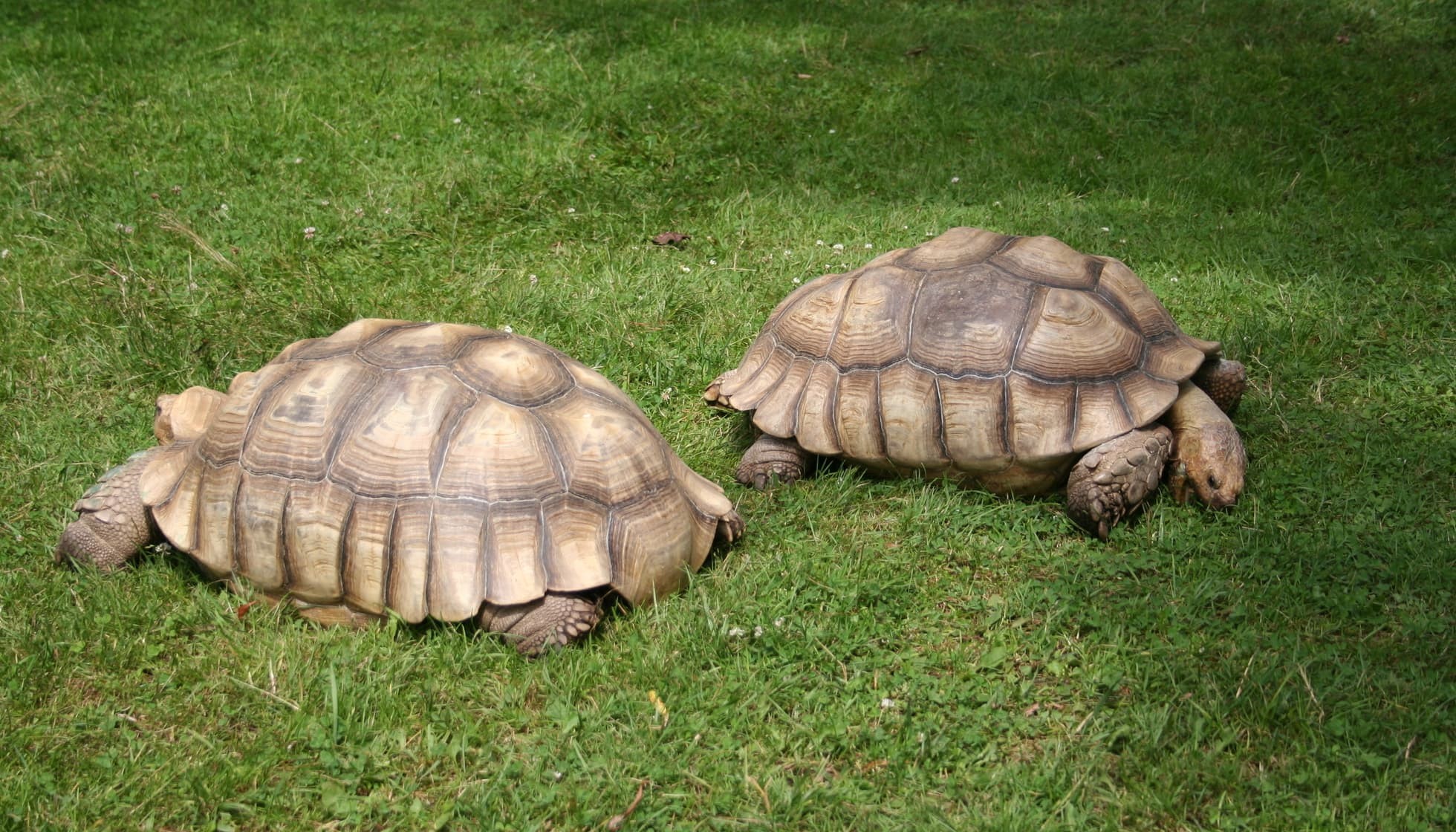 Fun Tortoise Facts For Kids Kidadl