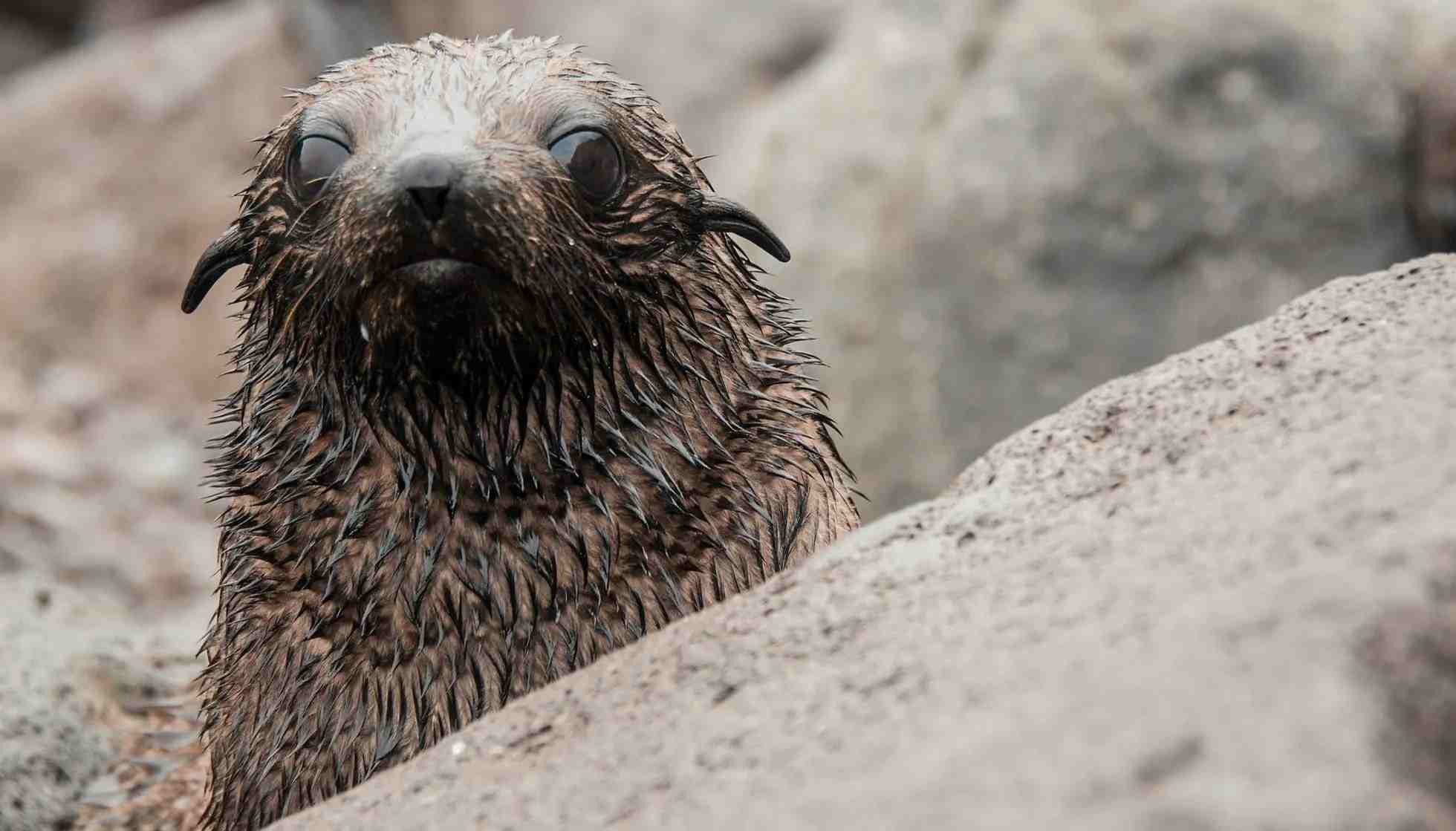 Fun Guadalupe Fur Seal Facts For Kids Kidadl