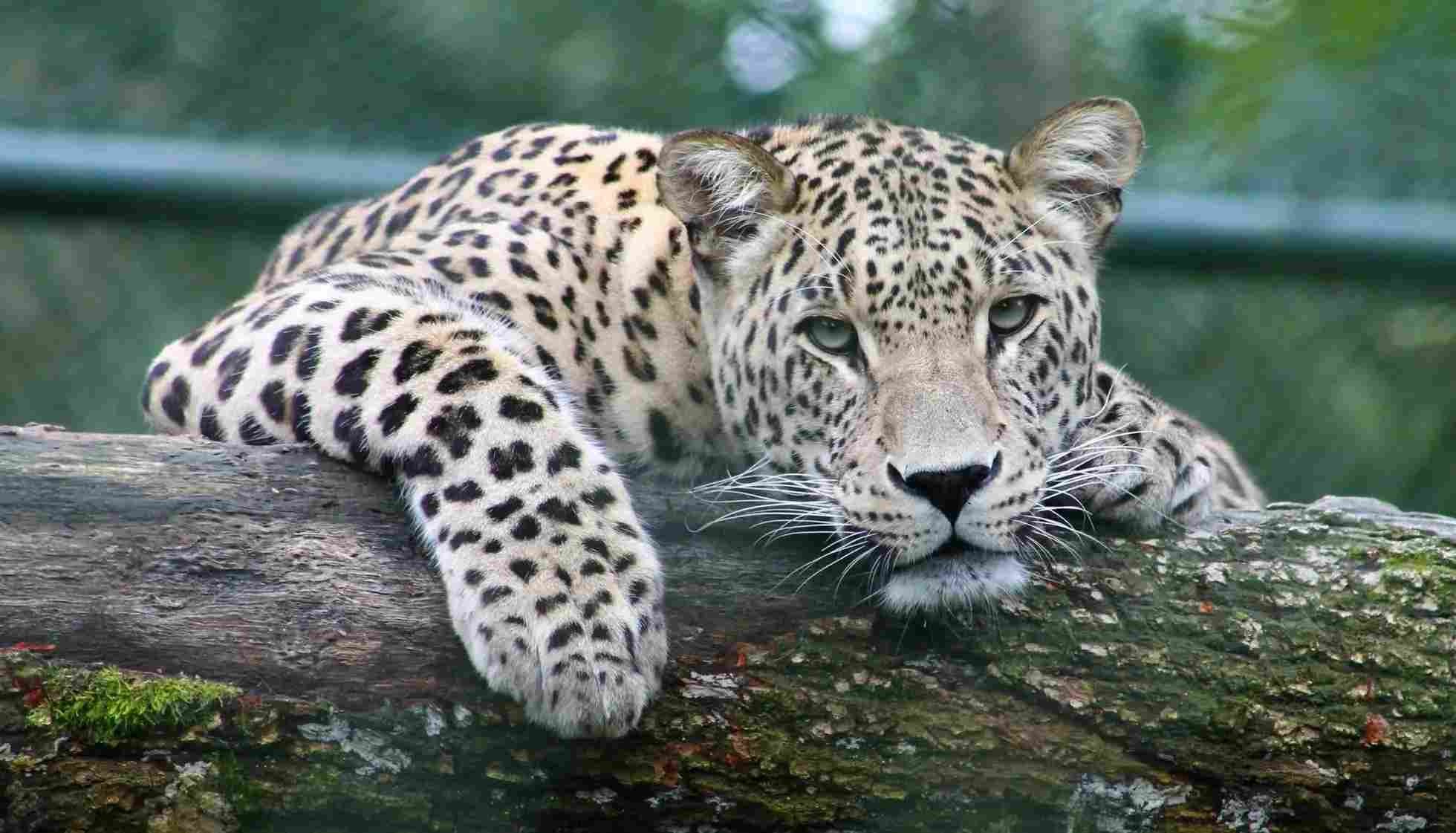 Fun Amur Leopard Facts For Kids | Kidadl