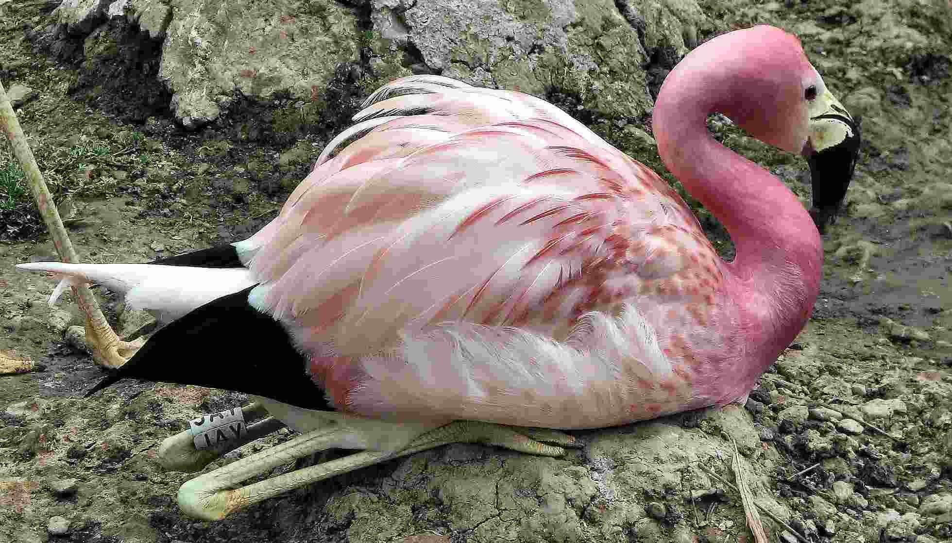 Fun Andean Flamingo Facts For Kids | Kidadl